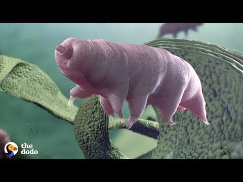 Video: Tardigrades Are The Toughest Animal On Earth That Can Survive ...